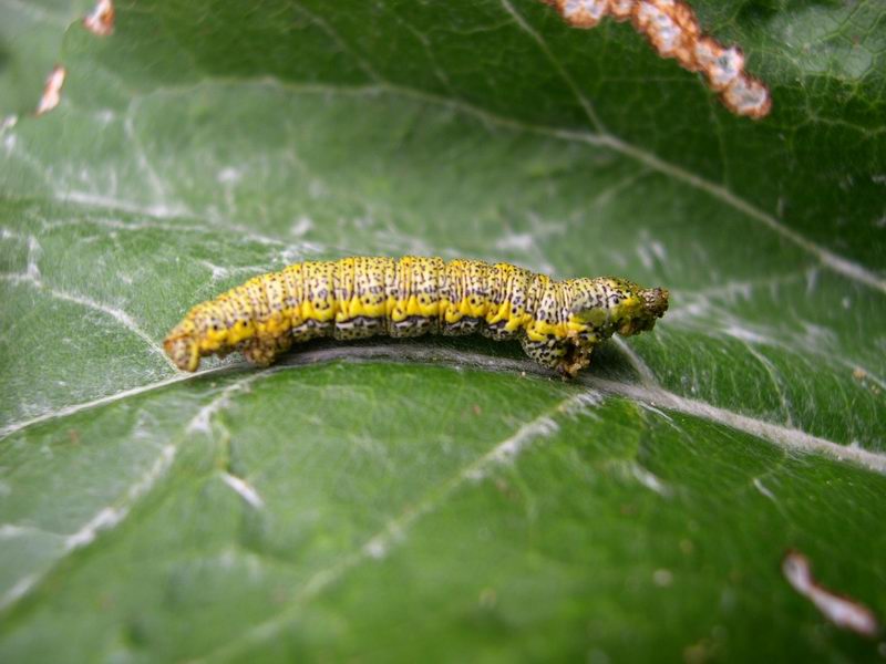 Bruco di Lycia alpina